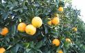 Καρτέλ: Έμποροι κερδίζουν 600% από τα πορτοκάλια