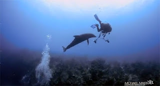 Ερωτική επίθεση από… δελφίνι [Video] - Φωτογραφία 1
