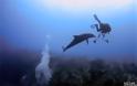 Ερωτική επίθεση από… δελφίνι [Video]