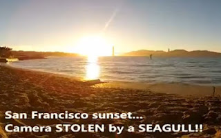 Γλάρος κλέβει βιντεοκάμερα και κινηματογραφεί ηλιοβασίλεμα! [video] - Φωτογραφία 1