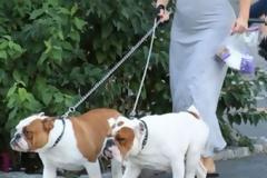 Ε, ΔΕΝ ΥΠΑΡΧΕΙ! Δες τι φόρεσε για να βγάλει βόλτα τα σκυλιά της!