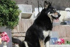 Δεν φεύγει από τον τάφο του αφεντικού του