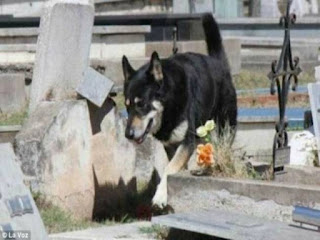 Σκύλος δεν φεύγει από τον τάφο του αφεντικού του εδώ και 6 χρόνια - Φωτογραφία 1