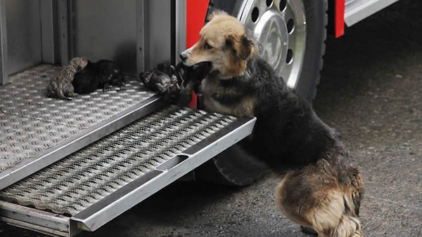 ΔΕΙΤΕ: Θαρραλέα σκυλίτσα – πυροσβέστης, σώζει τα μικρά της! - Φωτογραφία 1