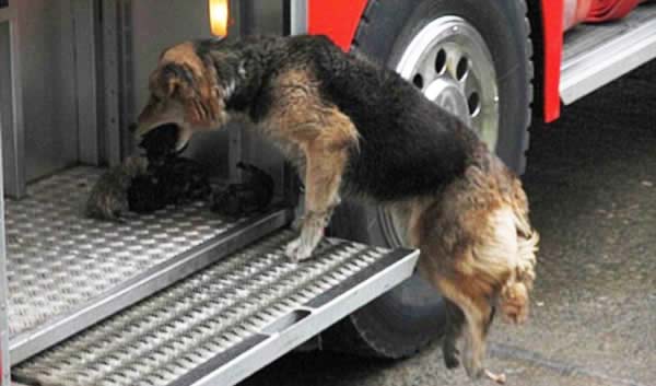 ΔΕΙΤΕ: Θαρραλέα σκυλίτσα – πυροσβέστης, σώζει τα μικρά της! - Φωτογραφία 2