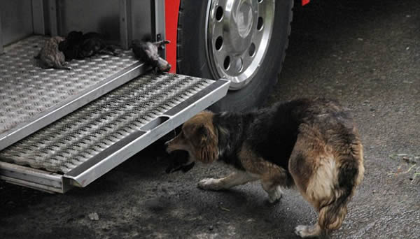 ΔΕΙΤΕ: Θαρραλέα σκυλίτσα – πυροσβέστης, σώζει τα μικρά της! - Φωτογραφία 3