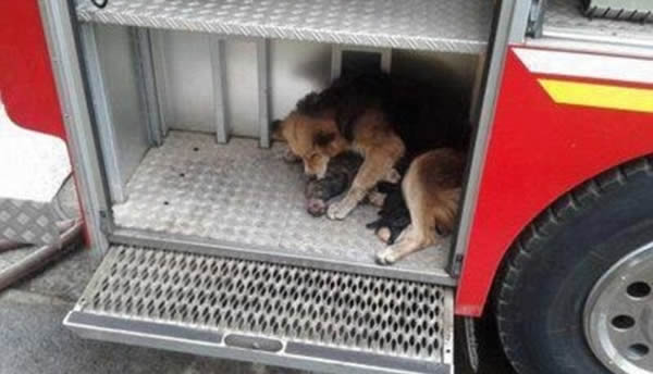 ΔΕΙΤΕ: Θαρραλέα σκυλίτσα – πυροσβέστης, σώζει τα μικρά της! - Φωτογραφία 4