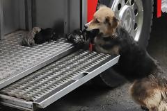 ΔΕΙΤΕ: Θαρραλέα σκυλίτσα – πυροσβέστης, σώζει τα μικρά της!