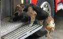 ΔΕΙΤΕ: Θαρραλέα σκυλίτσα – πυροσβέστης, σώζει τα μικρά της! - Φωτογραφία 2