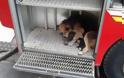 ΔΕΙΤΕ: Θαρραλέα σκυλίτσα – πυροσβέστης, σώζει τα μικρά της! - Φωτογραφία 4