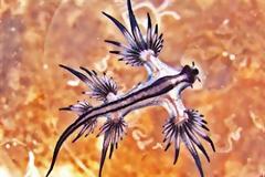 Glaucus: Ένα θαλάσσιο μαλάκιο… κόσμημα!