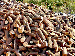 Θράκη: Στο κόκκινο η ζήτηση για ξυλεία από τα Δασαρχεία! - Φωτογραφία 1