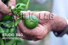 Καταστροφές από το Χαλάζι στην Αργολίδα