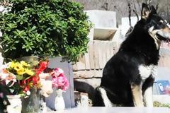 ΔΕΙΤΕ: Ένας αφοσιωμένος φίλος…