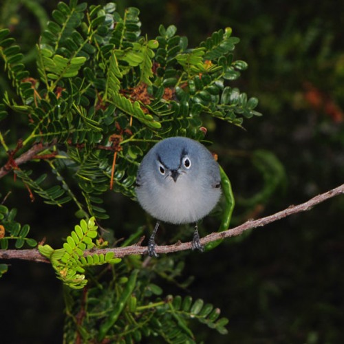 ΔΕΙΤΕ: Βρέθηκε το πραγματικό Angry Bird! - Φωτογραφία 2