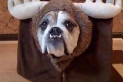 ΔΕΙΤΕ: Τα πιο χαριτωμένα πλάσματα