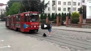 Τεμπέλης σκύλος αρνείται πεισματικά να σηκωθεί για να περάσει το τραμ [Video] - Φωτογραφία 1