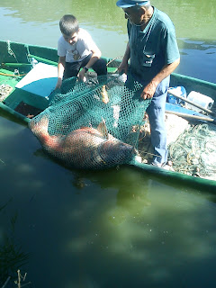 Απίστευτο: Έπιασε ψάρι βάρους 45 κιλών στην λίμνη των Ιωαννίνων! - Φωτογραφία 2