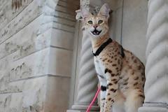 Η πιο ψηλή γάτα στον κόσμο!