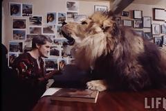 Λιοντάρι κατοικίδιο...