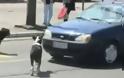 VIDEO: Προσοχή Σκύλος… Δαγκώνει και πινακίδες!