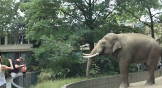 Άτυχος επισκέπτης στον ζωολογικό κήπο [Video] - Φωτογραφία 1