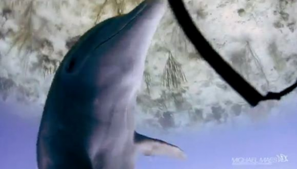 VIDEO: Σεξουαλική παρενόχληση από δελφίνι! - Φωτογραφία 1