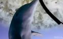 VIDEO: Σεξουαλική παρενόχληση από δελφίνι!