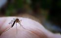 Ενέργειες για την έγκαιρη καταπολέμηση των κουνουπιών από το υπουργείο Υγείας