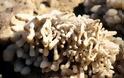 Εντυπωσιακοί σχηματισμοί αλάτων στη Νεκρά Θάλασσα - Φωτογραφία 5