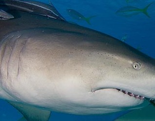 Καρχαρίας επιτεθείτε σε καρχαρία! Δείτε συγκλονιστικές εικόνες που κατέγραψε ο φακός! - Φωτογραφία 1