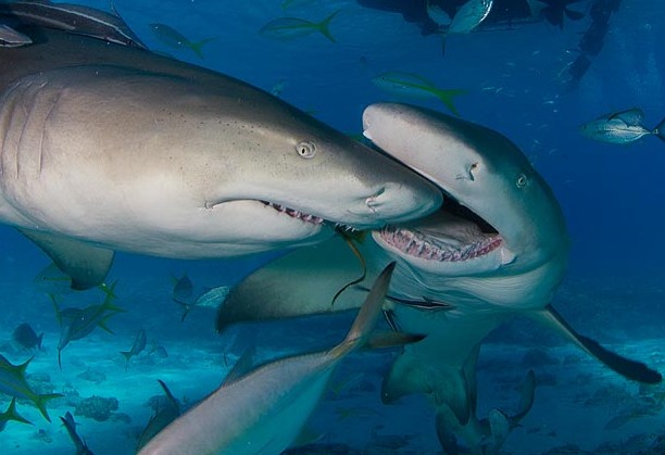 Καρχαρίας επιτεθείτε σε καρχαρία! Δείτε συγκλονιστικές εικόνες που κατέγραψε ο φακός! - Φωτογραφία 2