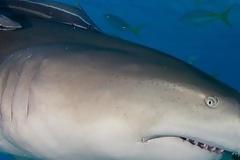 Καρχαρίας επιτεθείτε σε καρχαρία! Δείτε συγκλονιστικές εικόνες που κατέγραψε ο φακός!