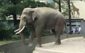 VIDEO: Άτυχος επισκέπτης στον ζωολογικό κήπο