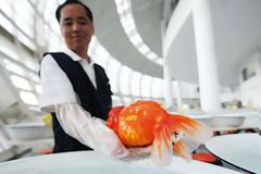 Διαγωνισμός ομορφιάς για… χρυσόψαρα!