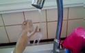 ΒΙΝΤΕΟ – ΦΩΤΟ: Έχετε δει ποτέ χαμελαίοντα να …πλένεται;