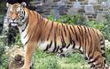 ΗΠΑ: Σε κρίσιμη κατάσταση άνδρας που έπεσε σε λάκκο με τίγρεις στο ζωολογικό πάρκο του Μπρονξ