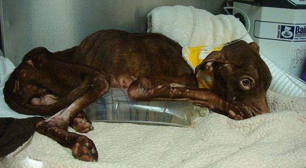 ΣΟΚΑΡΙΣΤΙΚΟ !!! Απίστευτη μεταμόρφωση εγκαταλελειμμένου σκύλου - Φωτογραφία 2