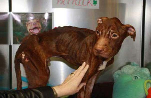 ΣΟΚΑΡΙΣΤΙΚΟ !!! Απίστευτη μεταμόρφωση εγκαταλελειμμένου σκύλου - Φωτογραφία 3