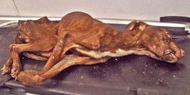 ΣΟΚΑΡΙΣΤΙΚΟ !!! Απίστευτη μεταμόρφωση εγκαταλελειμμένου σκύλου - Φωτογραφία 5
