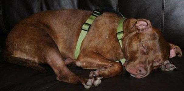 ΣΟΚΑΡΙΣΤΙΚΟ !!! Απίστευτη μεταμόρφωση εγκαταλελειμμένου σκύλου - Φωτογραφία 9