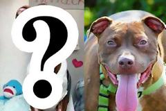 ΣΟΚΑΡΙΣΤΙΚΟ !!! Απίστευτη μεταμόρφωση εγκαταλελειμμένου σκύλου