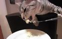 VIDEO: Η γάτα τρώει πουρέ πατάτας με... πιρούνι!