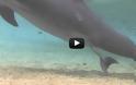 Απίστευτο βίντεο με την γέννηση ενός δελφινιού