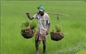Σκλάβος επί 27 χρόνια για 40 κιλά ρύζι