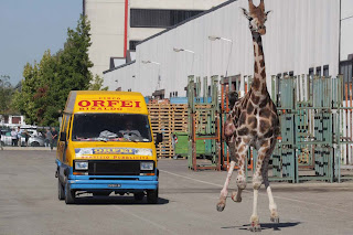 Καμηλοπάρδαλη διέφυγε από τσίρκο στην Ιταλία - Φωτογραφία 1