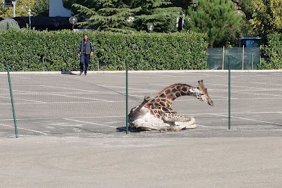 Καμηλοπάρδαλη διέφυγε από τσίρκο στην Ιταλία - Φωτογραφία 2