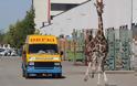 Καμηλοπάρδαλη διέφυγε από τσίρκο στην Ιταλία - Φωτογραφία 1