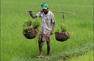 Σκλάβος επί 27 χρόνια για 40 κιλά ρύζι! - Φωτογραφία 1