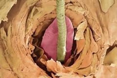 Οι επιστήμονες βρήκαν μια από τις αιτίες της ροδόχρου ακμής, και είναι τρομακτική!